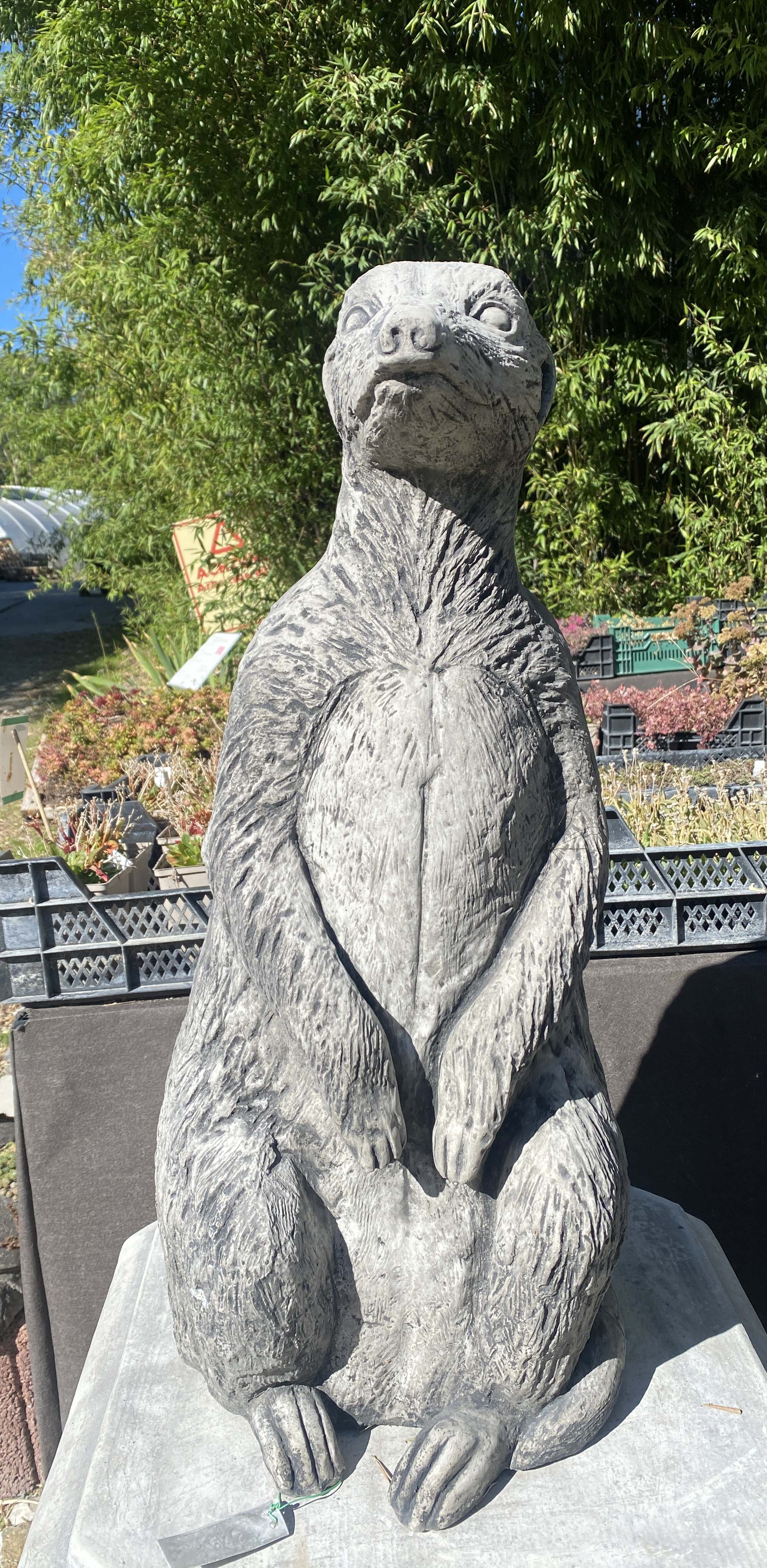 Riesen Erdmännchen