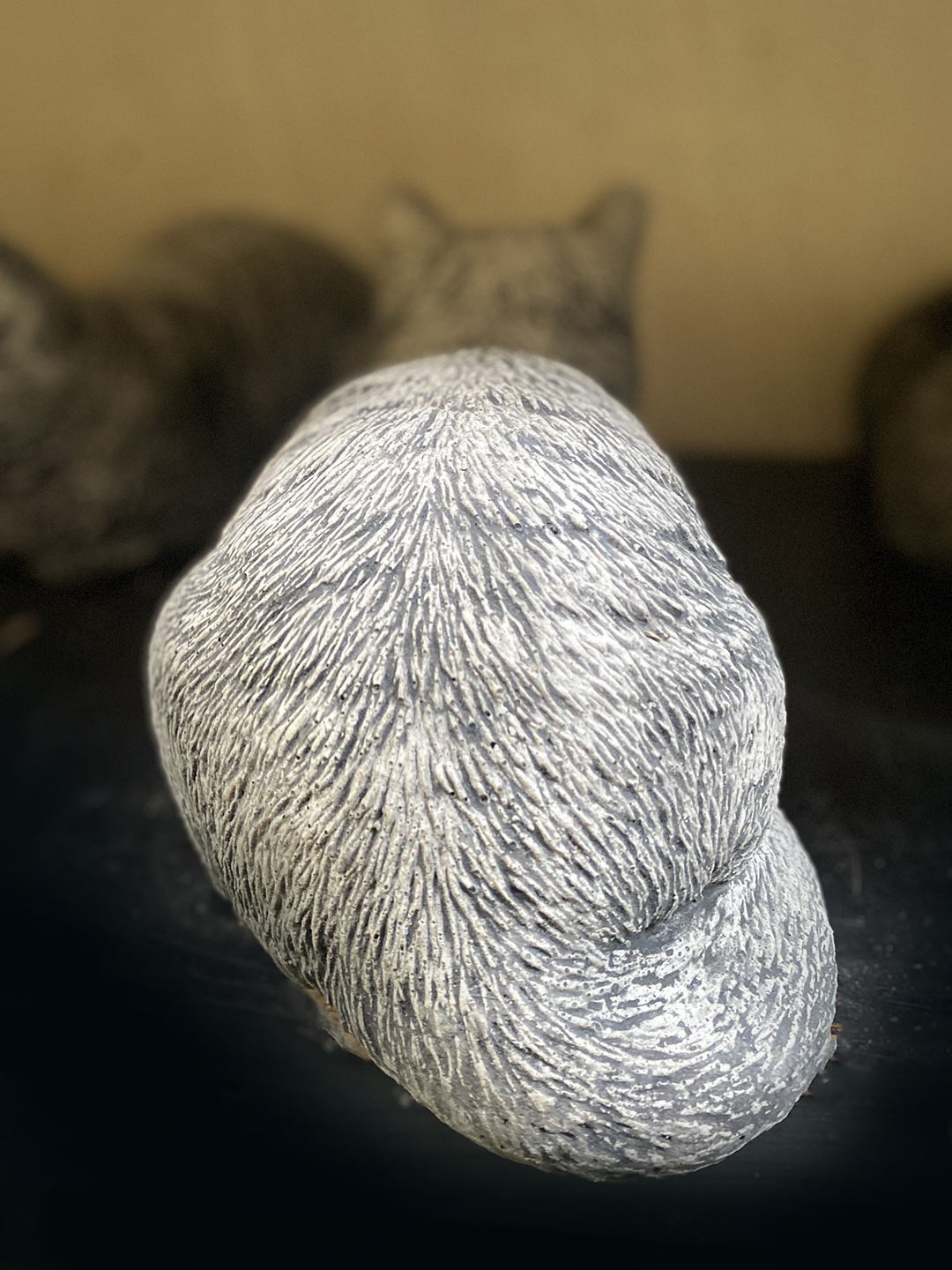 Schlafende Miezekatze