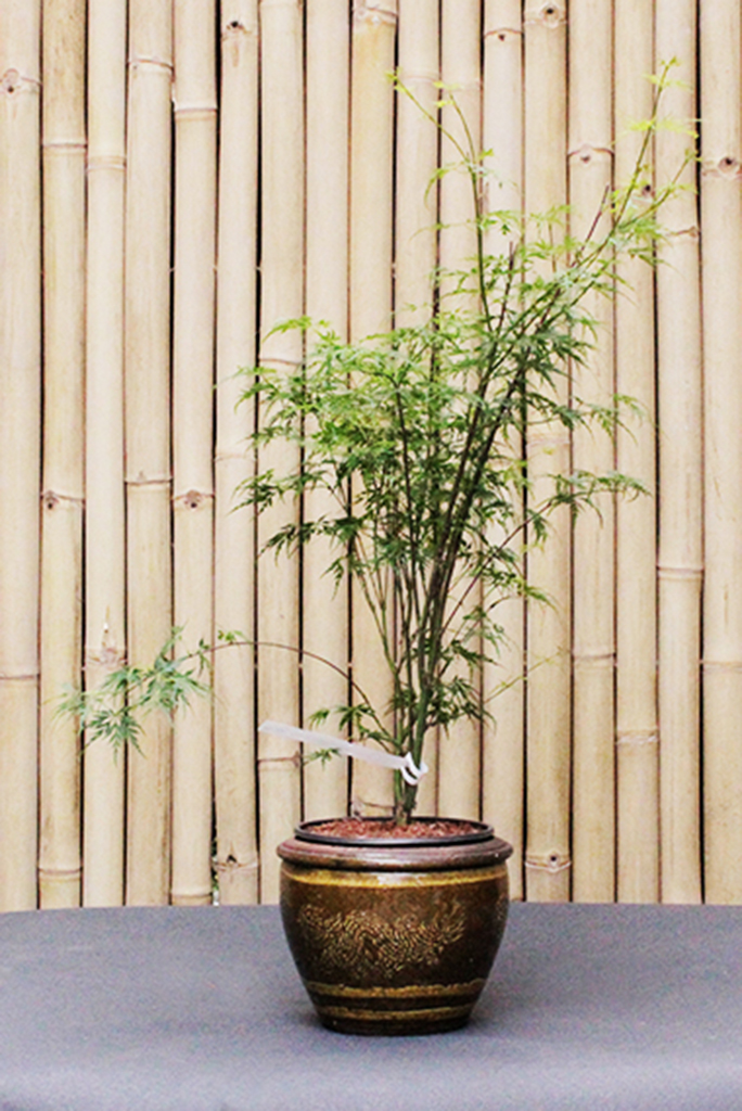 Drachentopf2 Drachentopf