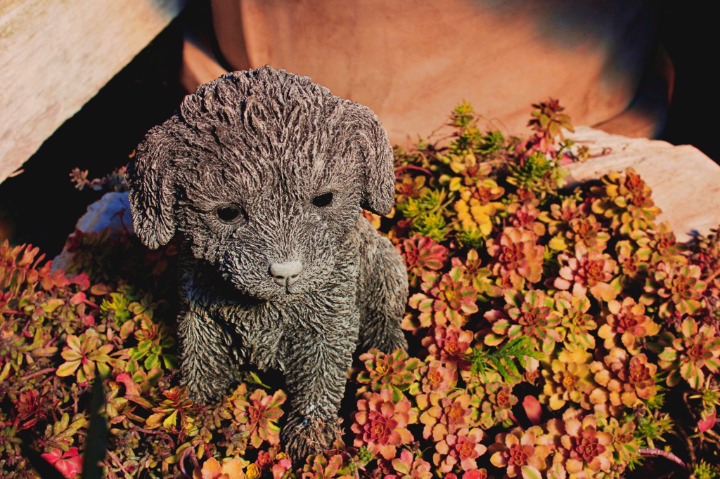 Labradoodle Welpe