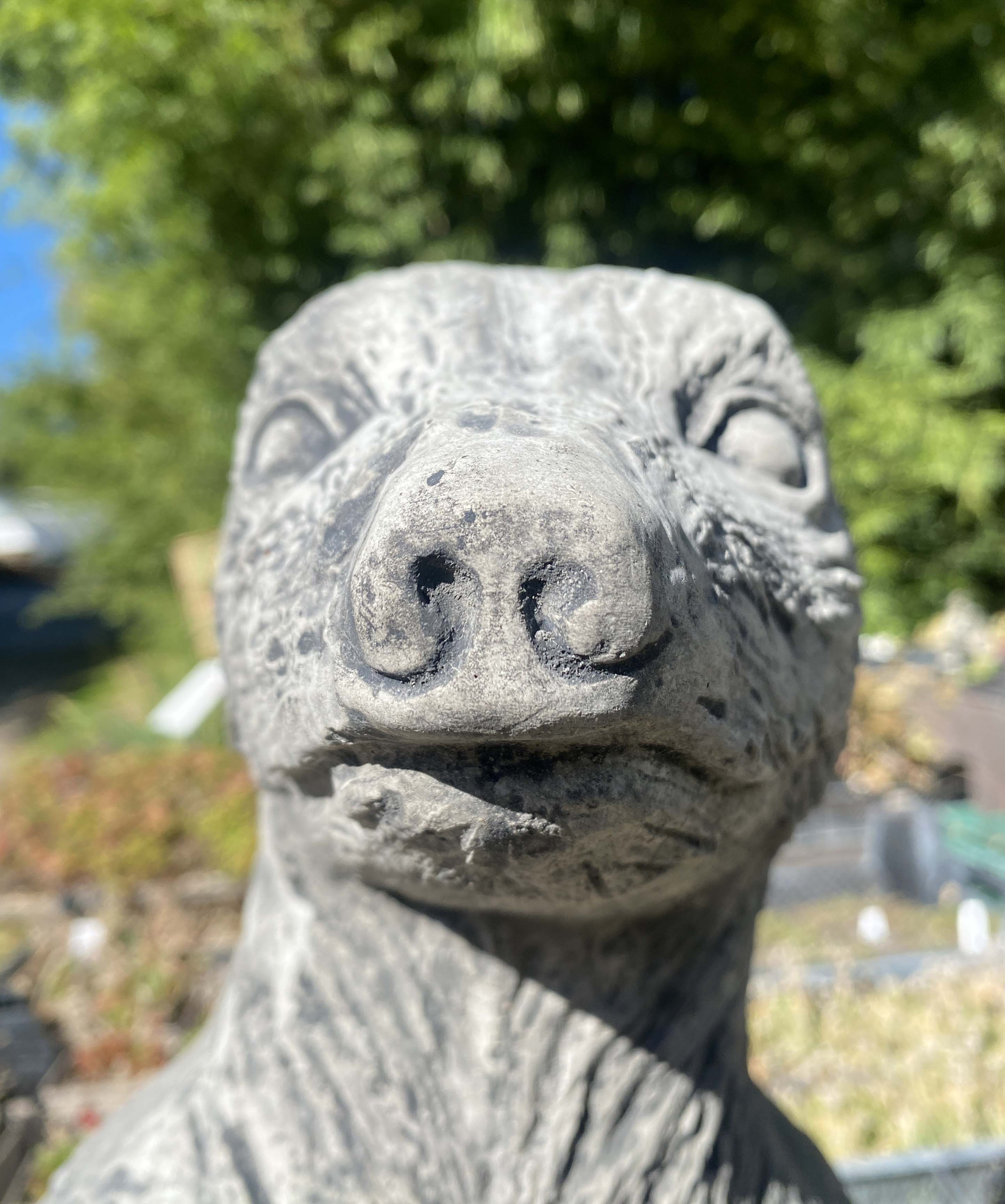 Riesen Erdmännchen