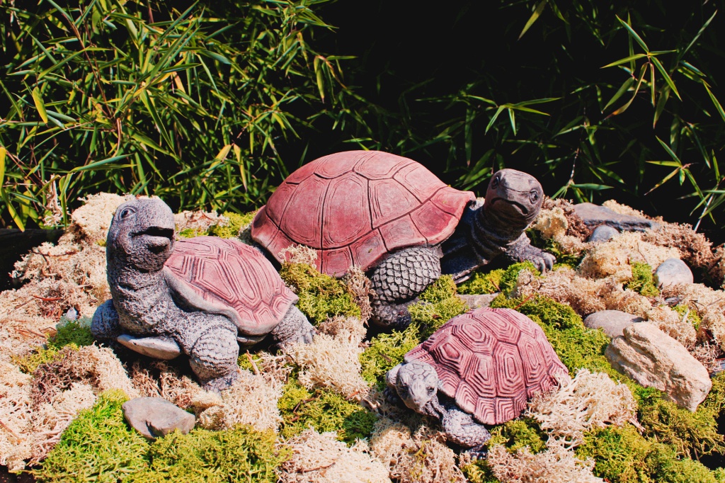 Schildkröte - Blick nach rechts