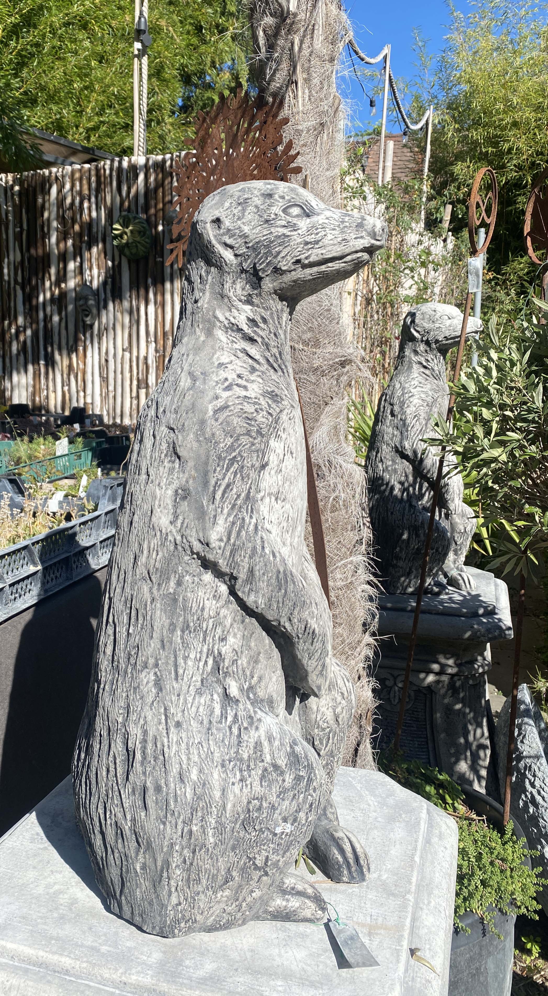 Riesen Erdmännchen