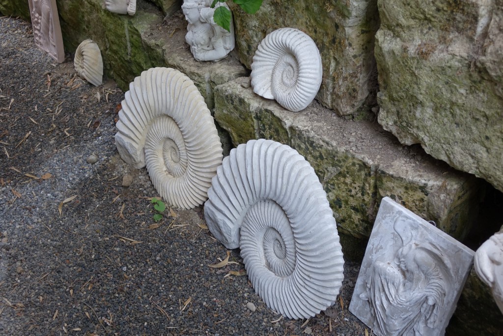 Ammonit - Schnecke