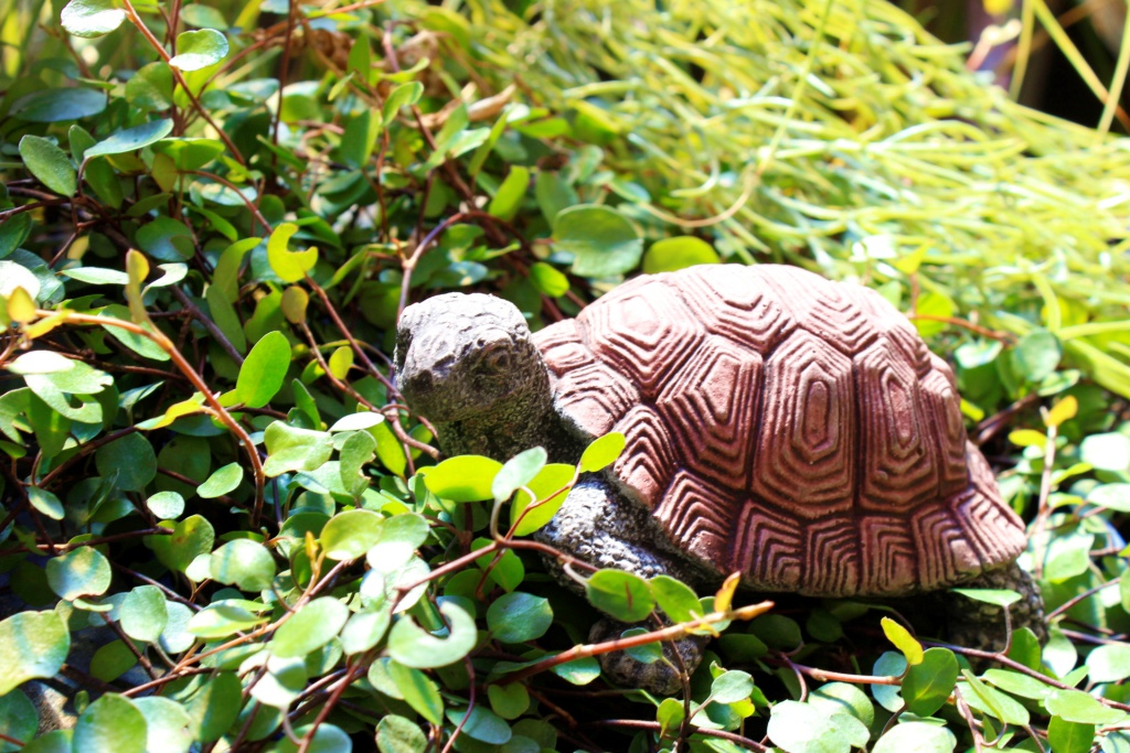 Schildkröte klein