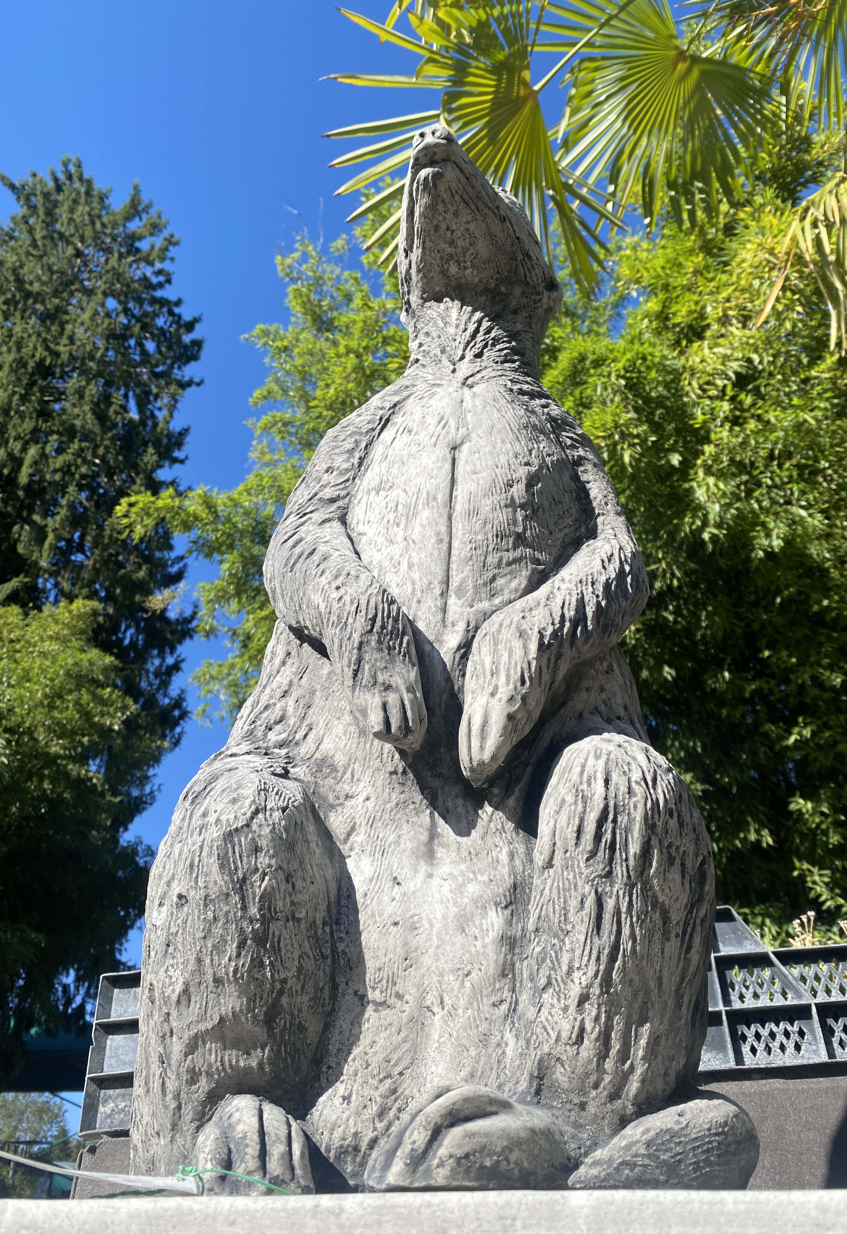Riesen Erdmännchen