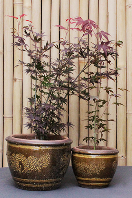 Acer-Palmatum-Atropurpureum-2 Drachentopf