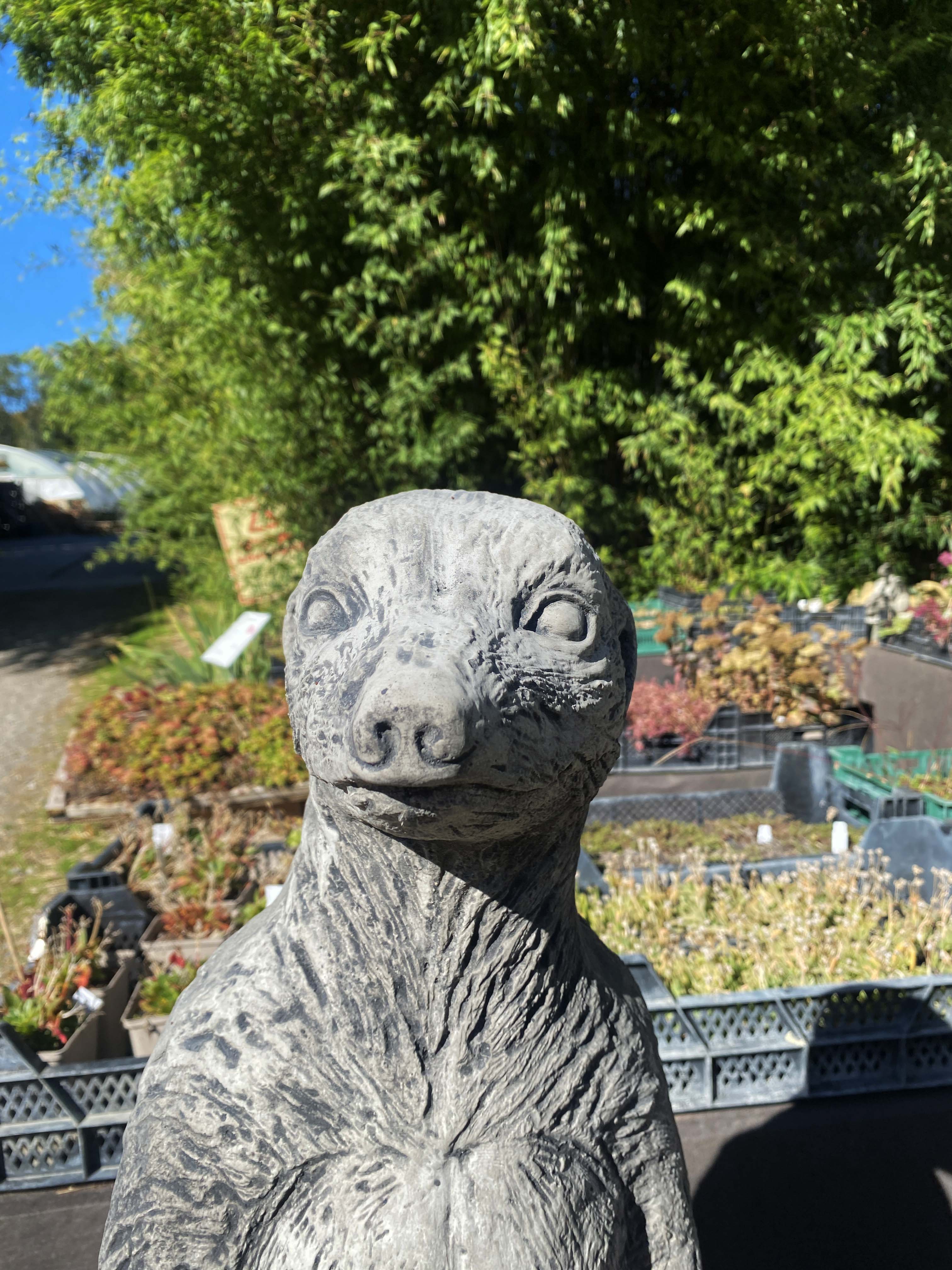 Riesen Erdmännchen