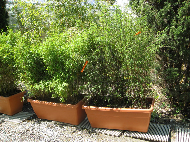 plasticotto6 Plasticotto Pflanzkasten