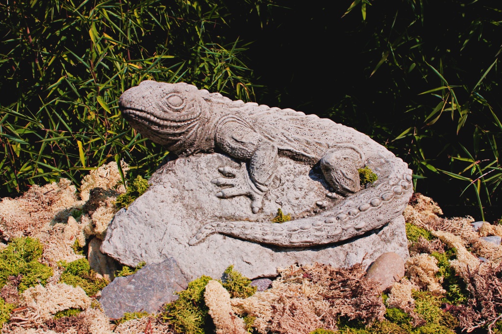Eidechse-auf-Felsen Eidechse auf Felsen