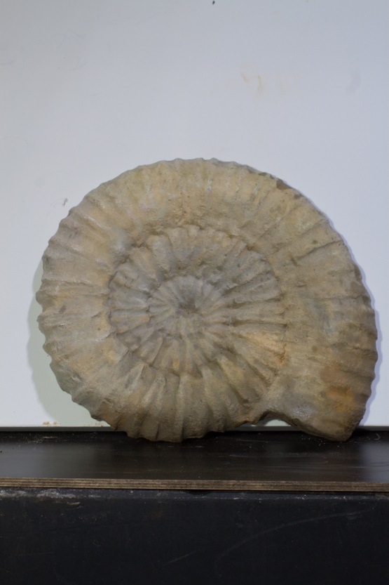 Schnecke-3 Ammonit