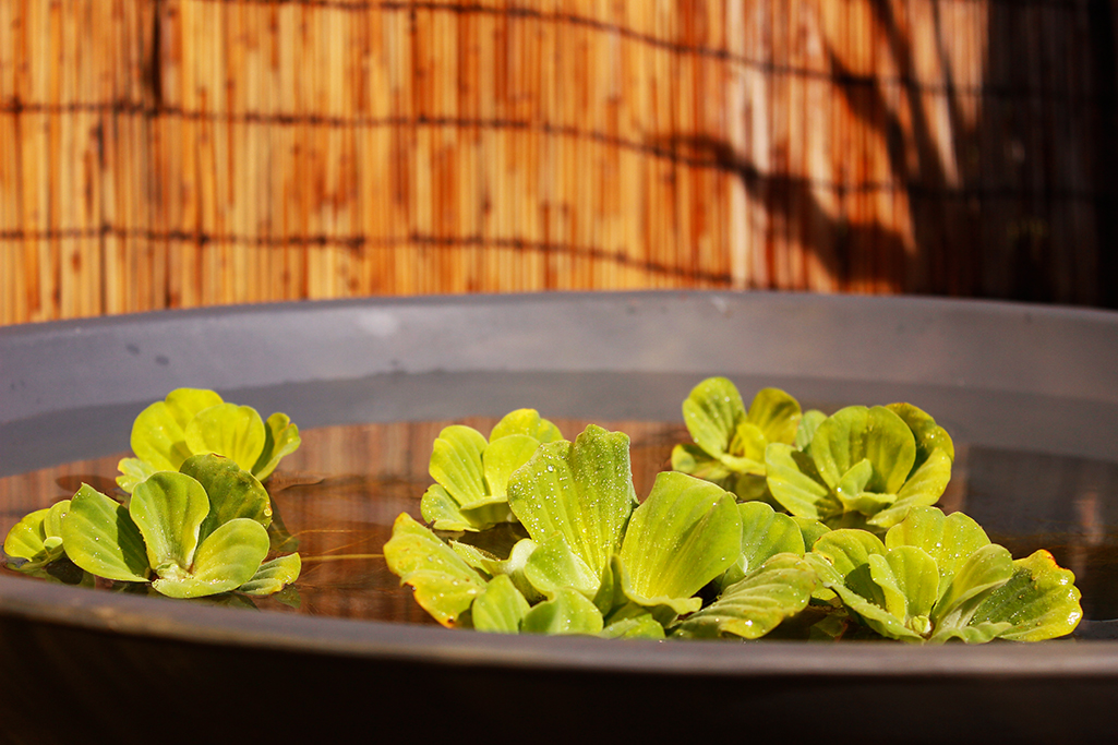 Montana_MG_0064 Schale Montana