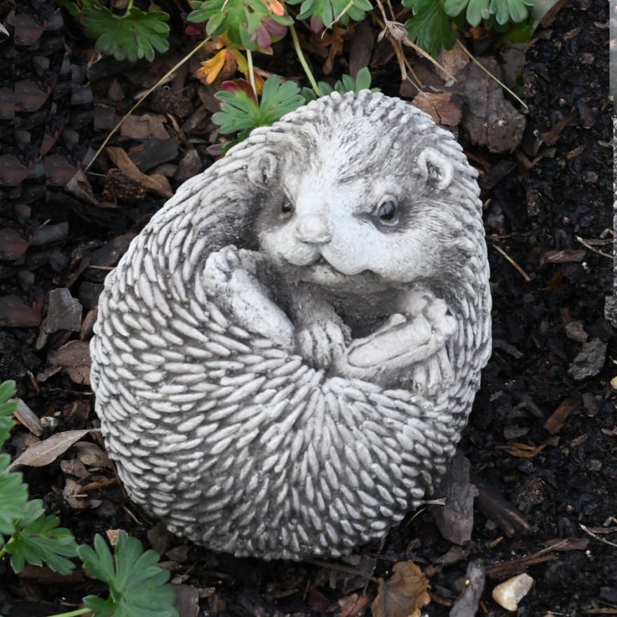 Kleiner-eingerollter-Igel Kleiner Igel