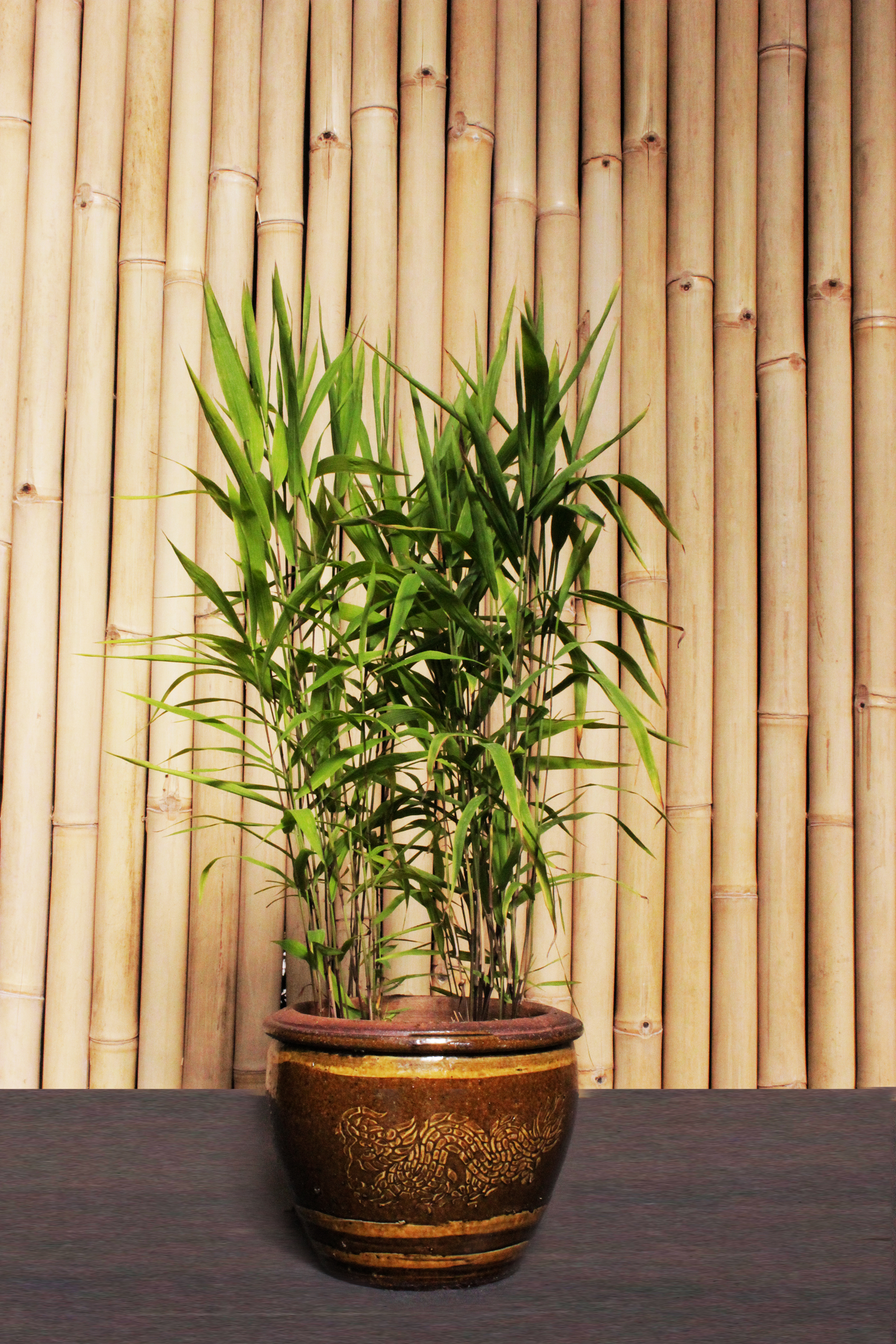 Plattaehrengrass1 Drachentopf