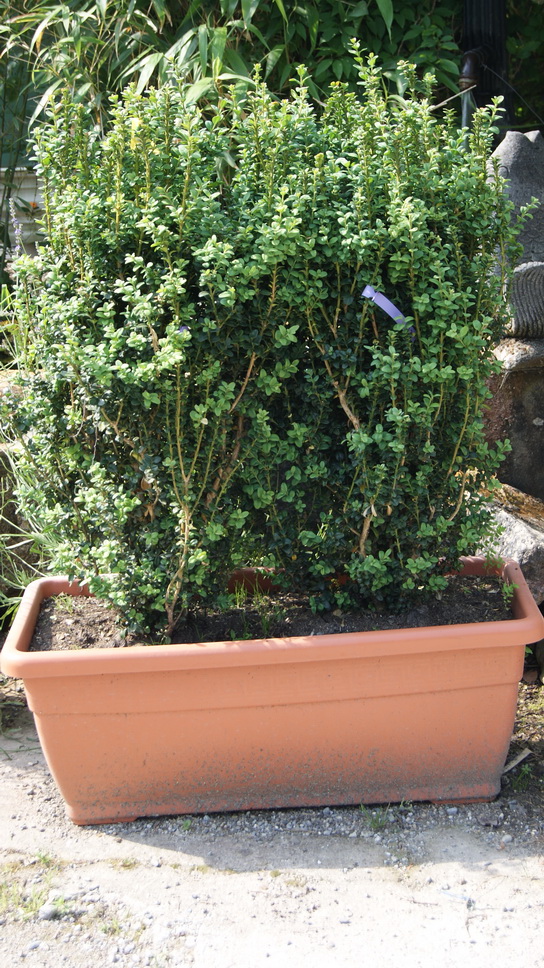 dsc09270_bildgr-sse-ndern Plasticotto Pflanzkasten