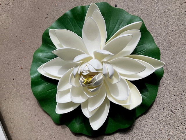 Große Lotusblüte auf Blatt