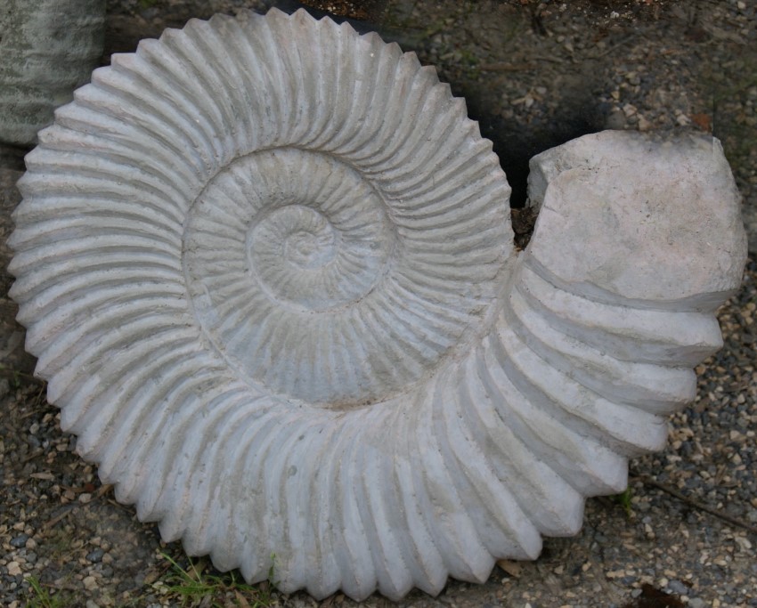 Ammonit - Schnecke