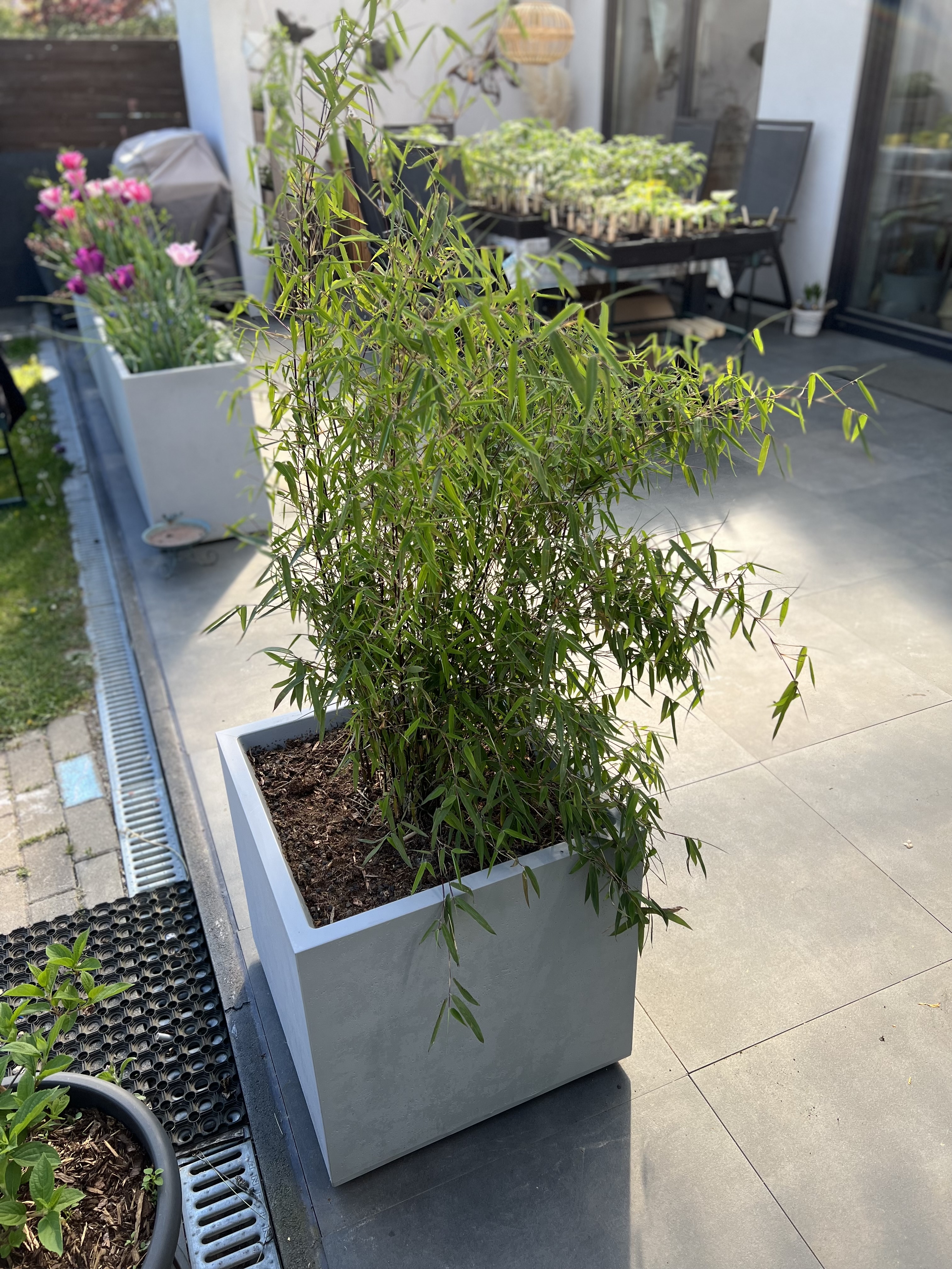 Black-Cherry-und-Betonoptik Pflanztrog in Betonoptik