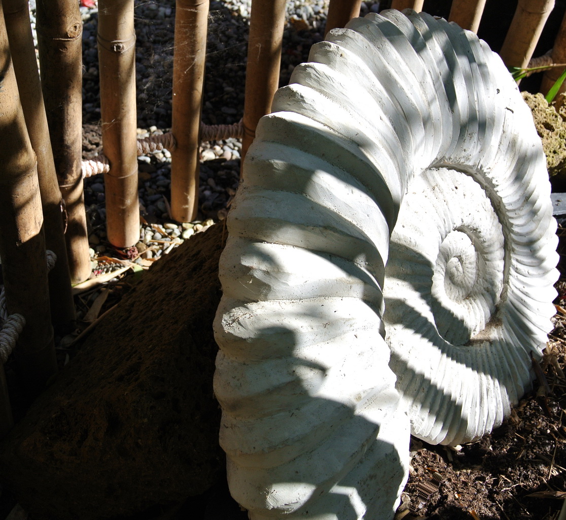 amonit Schnecke (Ammonit)