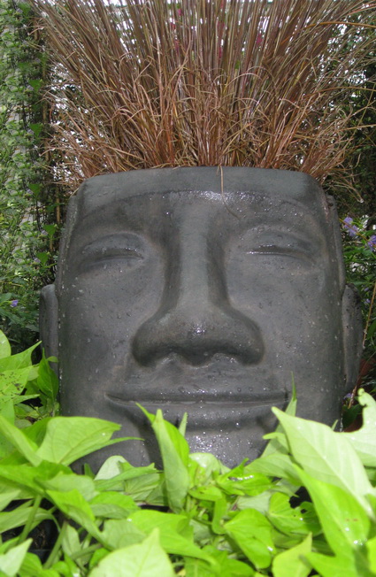 osterkopfbreitcarexbuchananii119 Osterinselkopf breit