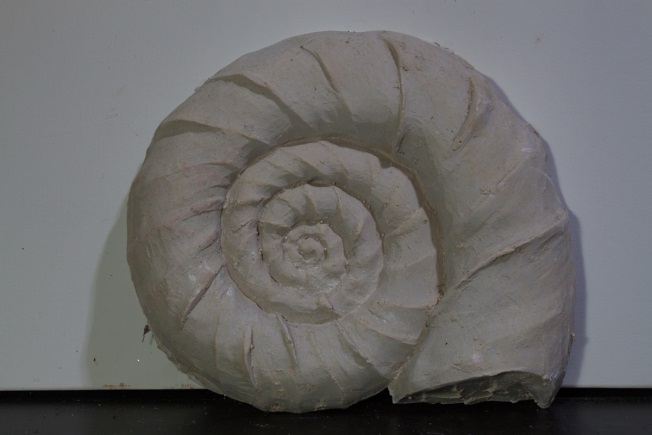 Schnecke Schnecke (Ammonit)