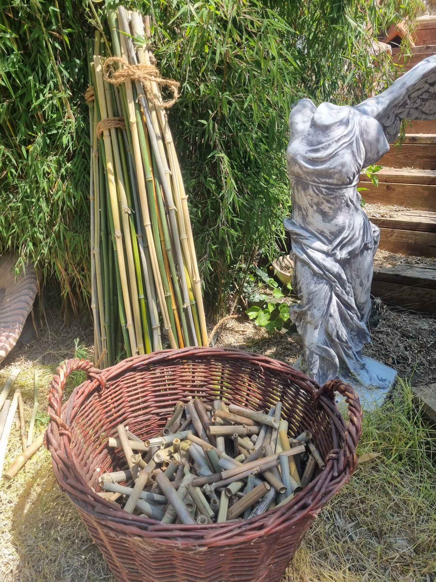 Nisthilfen Baumaterial - Bambusstangen aus eigenen Anbau
