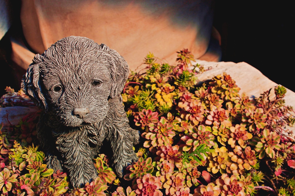 Labradoodle Welpe