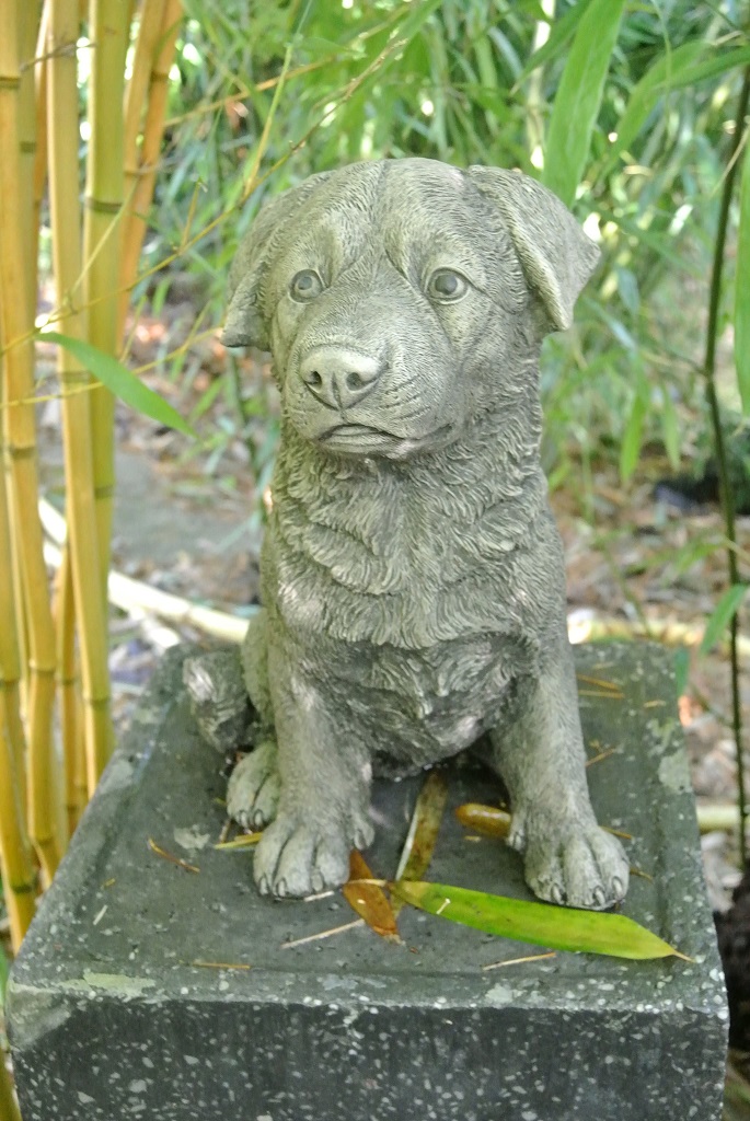 Rotweiler Welpe