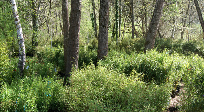 bambus-im-bambuswald-150fade4f0e907