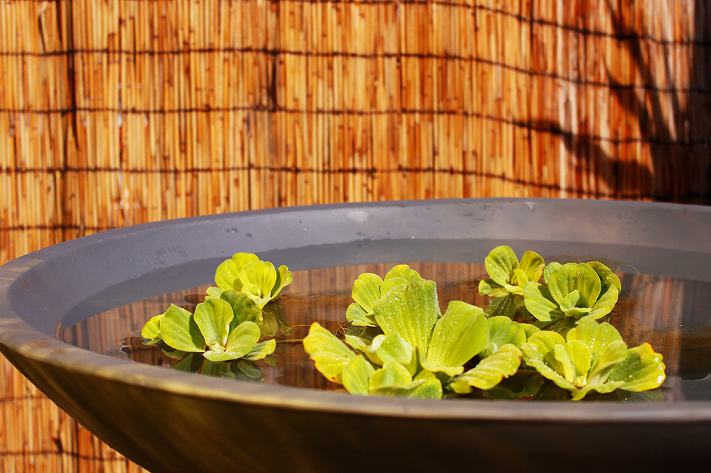 Montana_MG_0063 Schale Montana