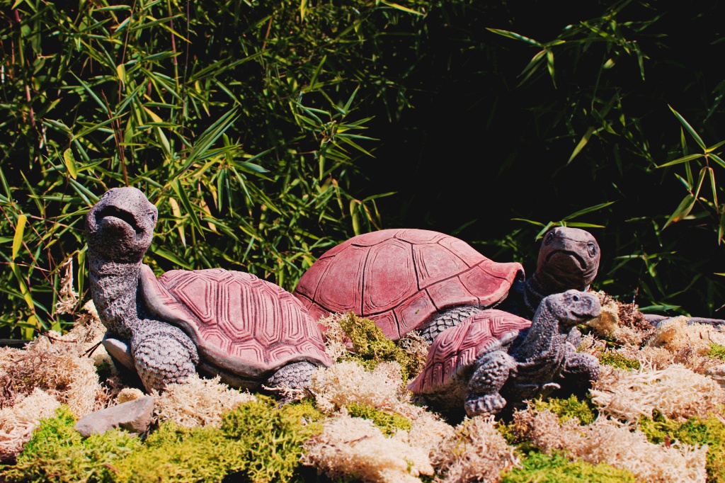 Schildkröte - Blick nach rechts