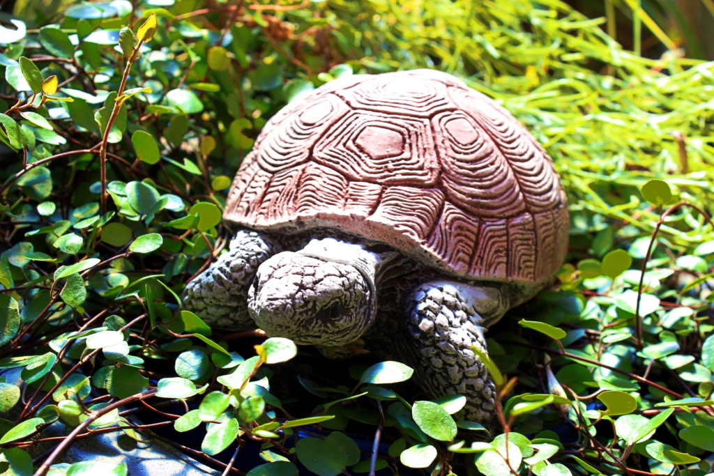 Schildkröte klein