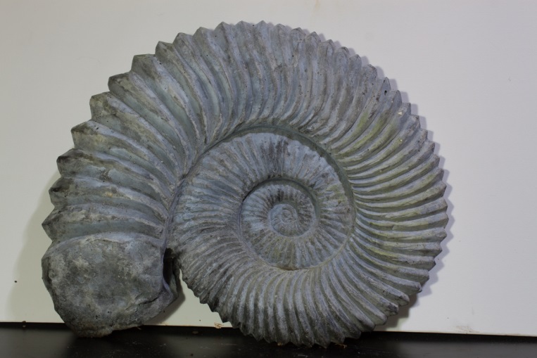 Ammonit - Schnecke