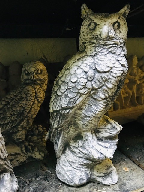 Eule auf Felsen sitzend