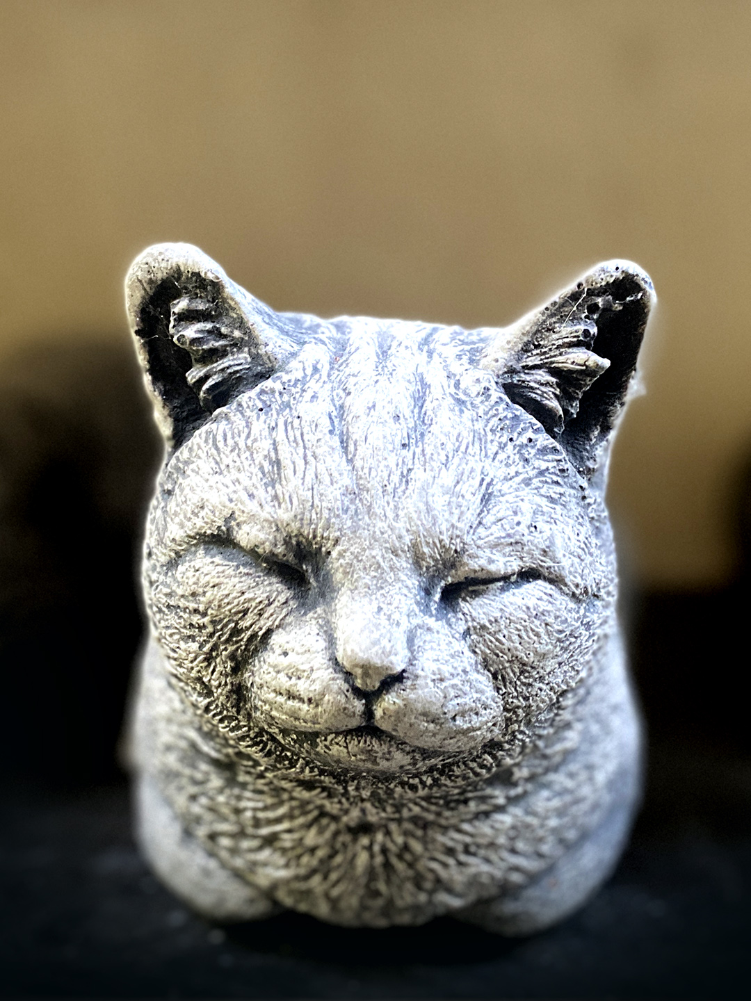 Schlafende Miezekatze