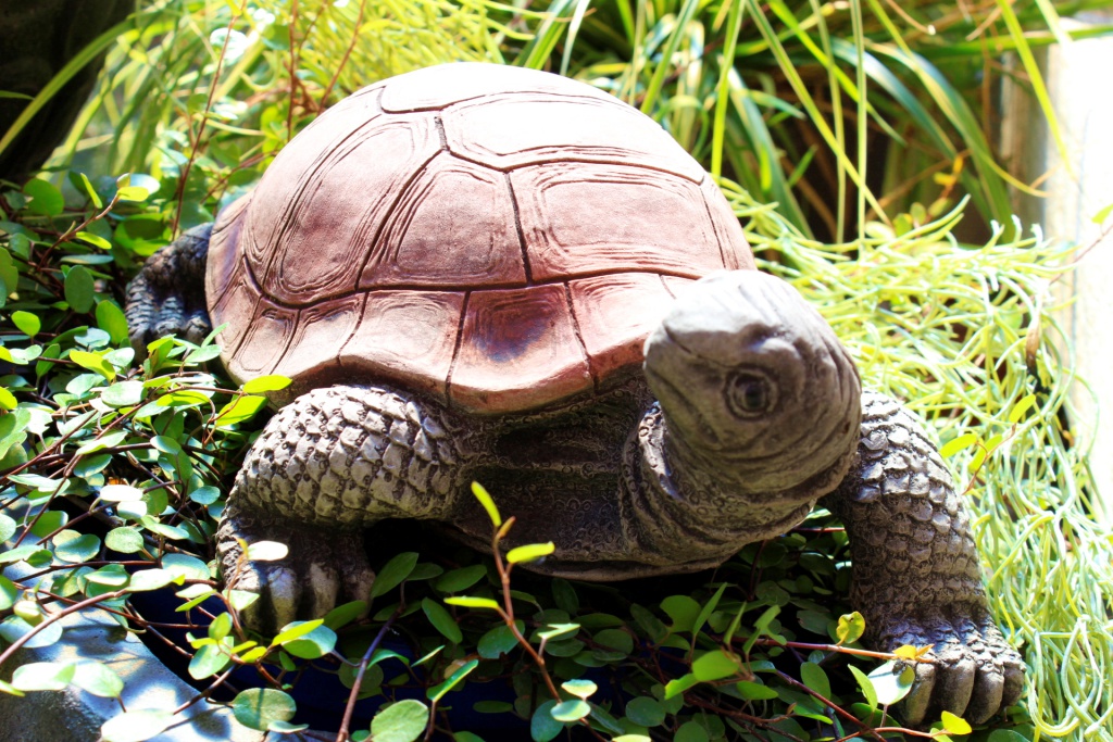 Schildkröte - Blick nach rechts