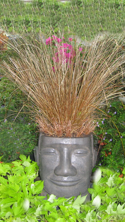 osterinselkopfbreitcarex Osterinselkopf breit