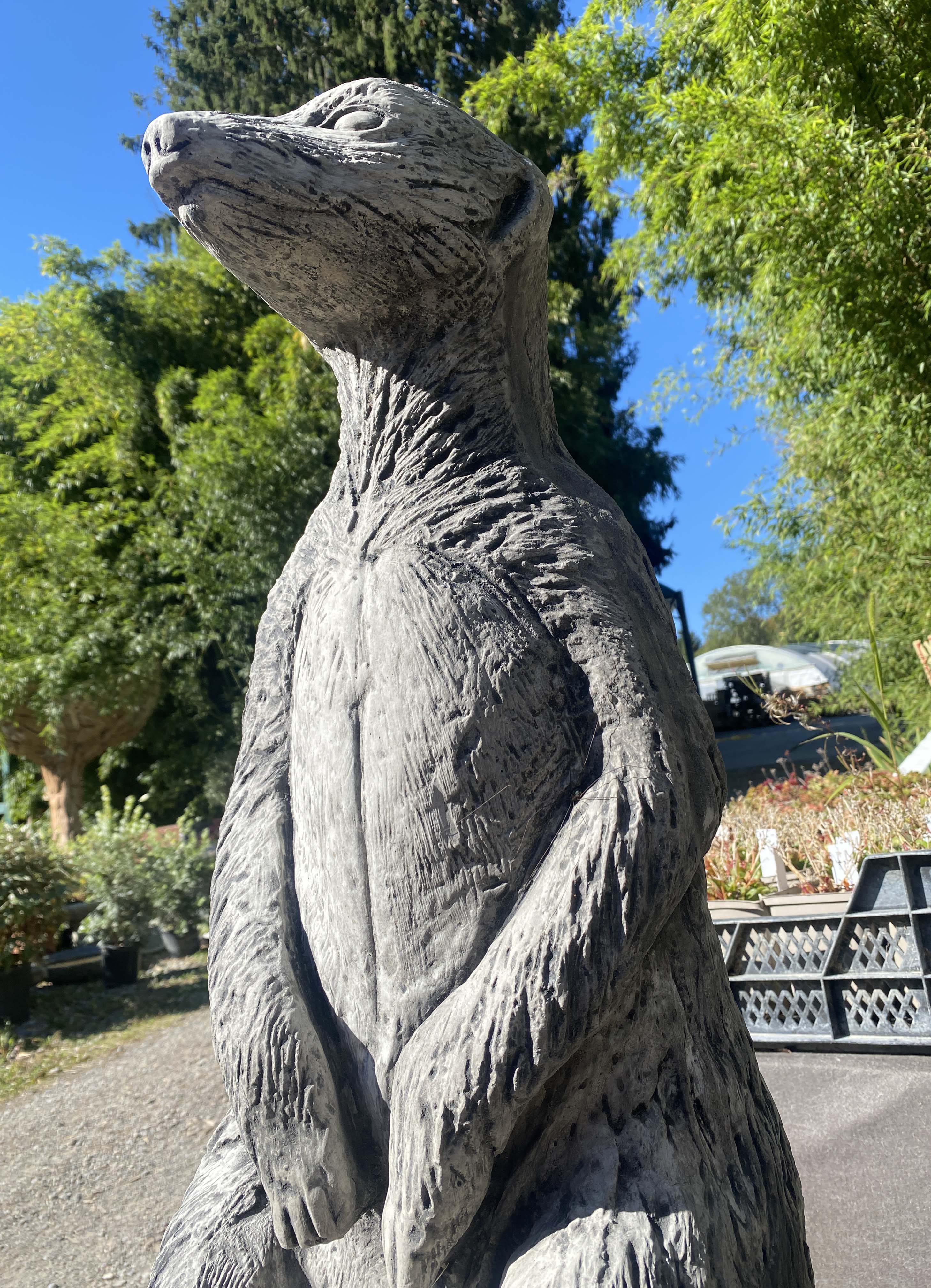 Riesen Erdmännchen