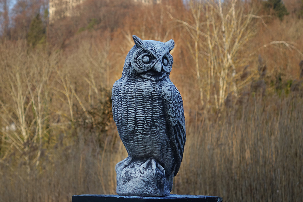 Eule auf Fels
