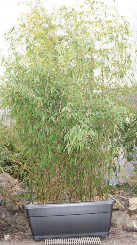 plasticotto7 Plasticotto Pflanzkasten