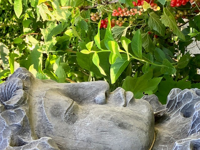 Eyebright, Buddha Gesicht im Holz Eyebright, Buddha Gesicht im Holz