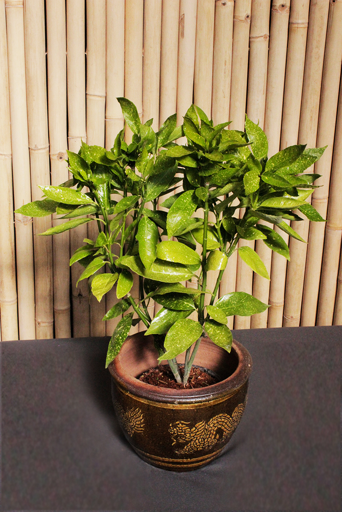 Aucuba-japonica1 Drachentopf