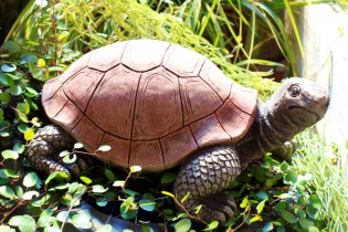 Schildkröte - Blick nach rechts