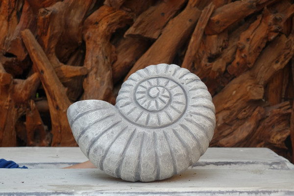 Schöne Ammonit Schnecke
