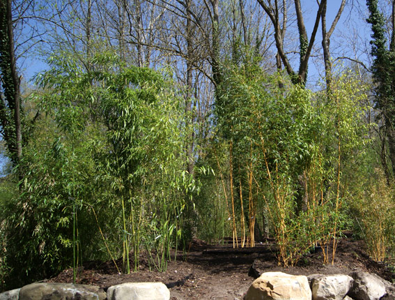 bambuspark-grosse-pflanzen-bei-bambuswald